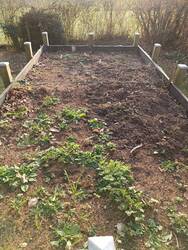 Im Großen Hochbeet warten Wildkräuter darauf umgesiedelt zu werden.