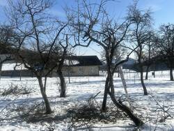 Obstbaumschnitt4.jpg