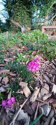 1 von 4 Beeten im Bauerngarten ist unverplant und darf wild wachsen. Die Grasnelke hatte ich letztes Jahr aus einem Topf hier geparkt.
