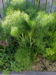 Gewürzfenchel