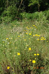 Magerwiese