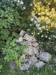 Steinhaufen zwischen Totholzhecke (bewachsen mit Feldrose) und Jasminstrauch
