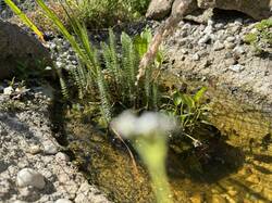 Bachlauf endet jeweils in tieferen Bereichen, wo Wasserpflanzen sind. Flachufer aus Kiesel und groben Beton bei den etwas tieferen Wasserbereichen