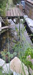 Teich.jpg