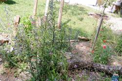 CJMetz-1040900.JPG