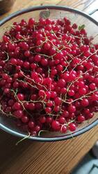 IMG-20260703-WA0001.jpeg