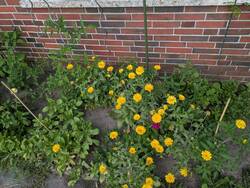 Calendula und Tomaten