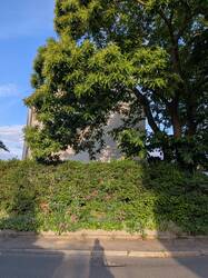 Hecke unter der Kastanie im Osten