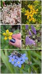Mauerpfeffer, Johanneskkraut, Nelkenwurz, Ackerglockenblume, Vergissmeinnicht mit rostroter Mauerbiene