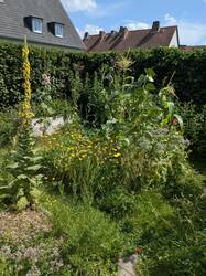 Milpa Beet im Juli
