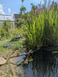 Teich im Juli