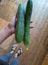 Salatgurke Tanja