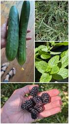 Gurke Tanja, Rucola, Minze und jede Menge Brombeeren