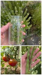 Winter-Bohnenkraut Ernte , riechen tut es schonmal gut