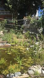 Teich