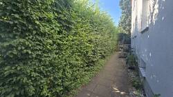Heinbuchenhecke mit Hundsrose und Holunder