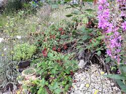Die Brombeeren in der Stumpery liefern wieder ordentlich ab. Durch die vielen Sonnenstunden sind die Früchte dieses Jahr süßer. Das Magerbeet wirkt jetzt hochsommerlich-struppig. Ungewöhnlichen Dürrestress im Vergleich zu Vorjahren kann ich dort keinen feststellen. Offensichtlich passte die Pflanzenauswahl.