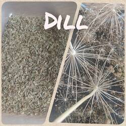20260831 Dill.jpg