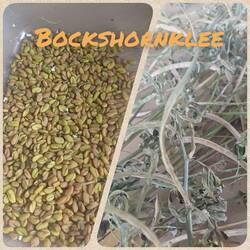 20260831 Bockshornklee.jpg
