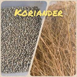 20260831 Koriander.jpg