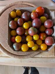 Tomaten-Schwemme
