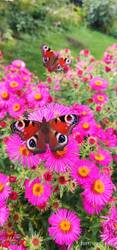 IMG_20230713_182511.jpg