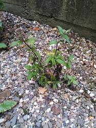IMG_20230721_153554.jpg