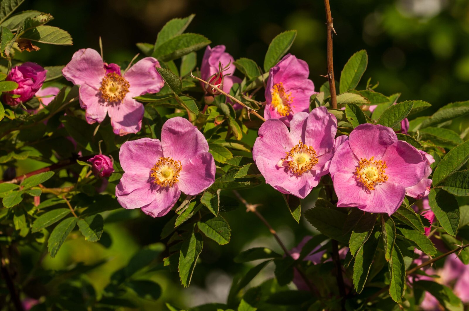 DSC_0964.jpg