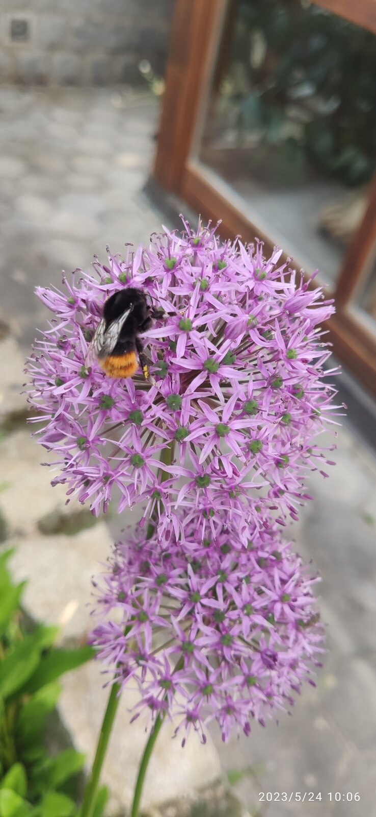 Allium giganteum