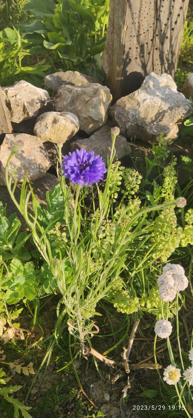 Kornblume