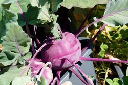 2023 – Kohlrabi Azur Star