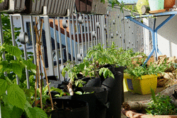 26_04_20_Tomate_Pflanzsack.png