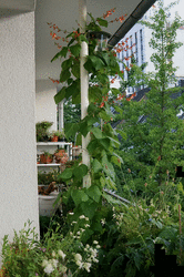 2021-07-10-westbalcony-firebeans.png