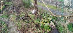 IMG_20240217_103658.jpg (387.18 KiB) 11369 mal betrachtet Raus mit den "Korrekt-Garten-Beettrennern"!