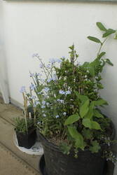 _MG_1273.JPG (311.82 KiB) 8596 mal betrachtet Den Kübel finde ich besonders gelungen.