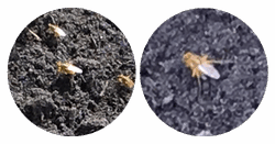 Fliegen_2.png