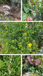 20240611_155043-COLLAGE.jpg