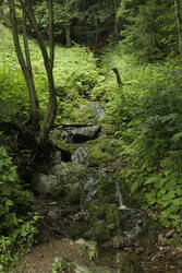 _MG_1863.JPG (398.67 KiB) 8557 mal betrachtet Ein kleiner Bachlauf im Riesengebirge bei Rochlitz an der Iser.
