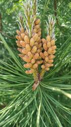 IMG_20230609_151854.jpg (342.34 KiB) 17534 mal betrachtet Männliche Blütenzapfen