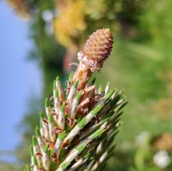 IMG_20230609_152624.jpg (270.09 KiB) 17534 mal betrachtet Weiblicher Blütenzapfen