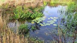 Teich