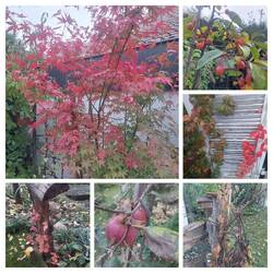 20241019_180430-COLLAGE.jpg