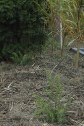 _MG_2776.JPG (397.93 KiB) 6799 mal betrachtet Ich versuchte, von den Thujen unauffällig etwas für mehr Sonnenschein zu entfernen. Übergangszeiten müssen ja nicht hässlich aussehen.