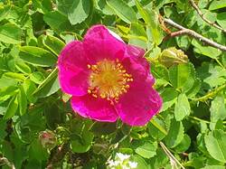 Pufferzone Rose