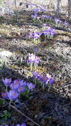 Die Elfenkrokusse vermehren sich schon allmählich. Mir geht das aber viel zu langsam!
